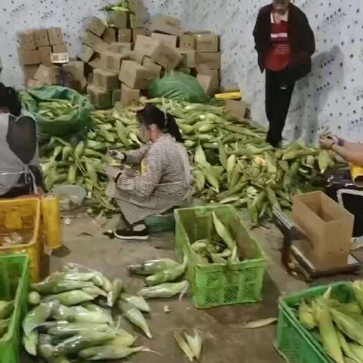 盈江县玉米笋