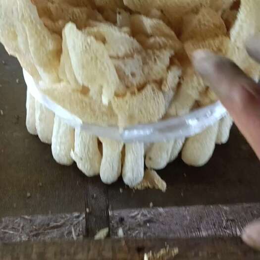 宜黄县棘拖竹荪把菇