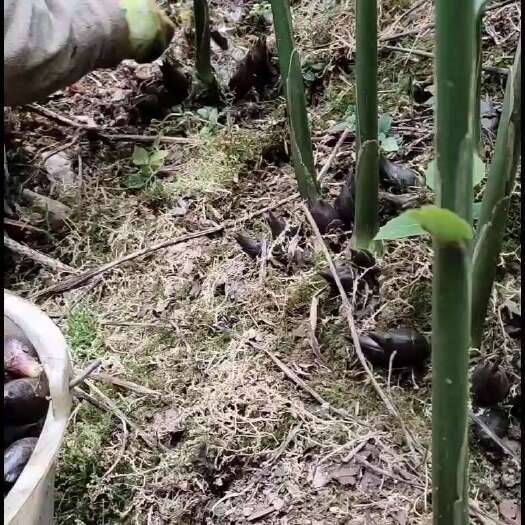 文山市高山早洋荷