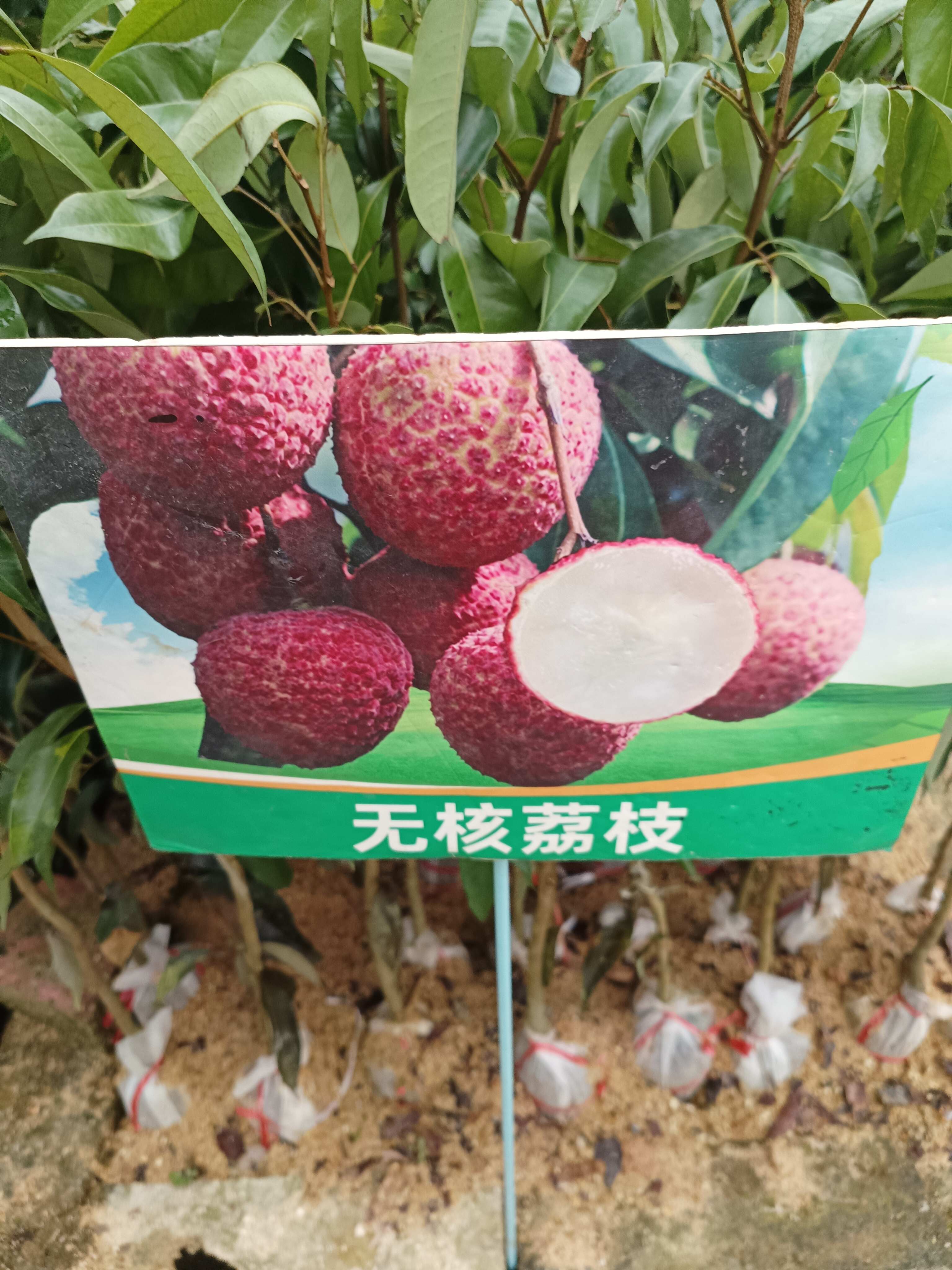冰荔嫁接苗