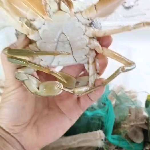 三门县三门青蟹自产自销