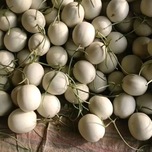 玉菇