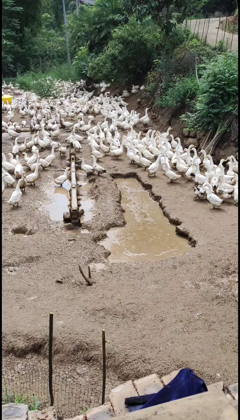 鸭
