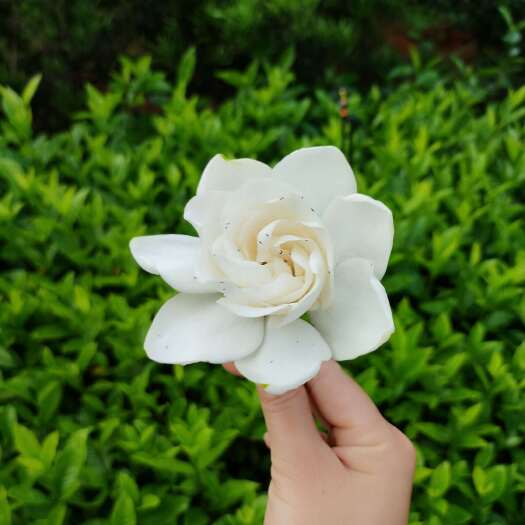浏阳市栀子花，大叶栀子。