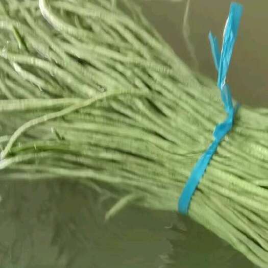 成武县长豆角基地