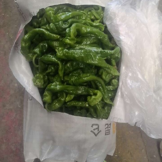 库尔勒市精品青椒