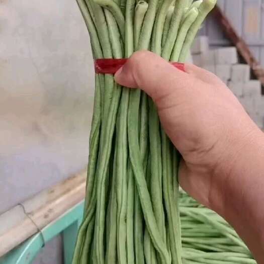 成武县长豆角基地