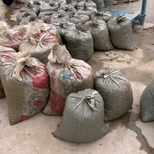 亳州米螺籽螺大量有货 规格 0.6--0.8- 1.0都有