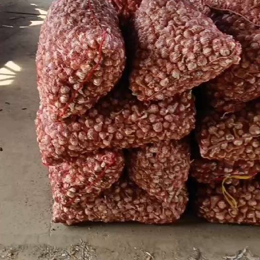 射阳县射阳白蒜，可加工，蒜片，蒜米，可食用