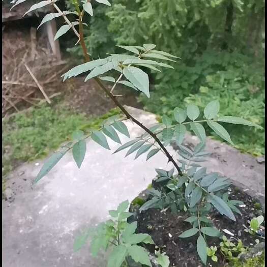 平塘县大红袍花椒苗