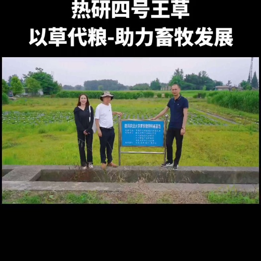 成都“畜牧业发展，饲草料先行”种好地里的每一株饲草。