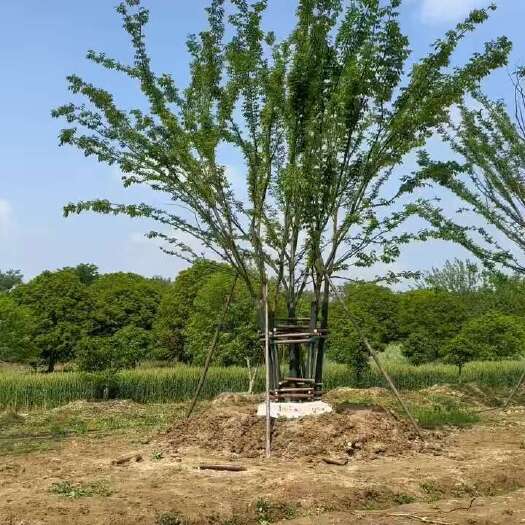 句容市丛生树榉树
