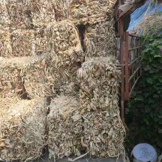 靖西市构树皮 构树果 构树皮 构树果 构树皮 构树叶