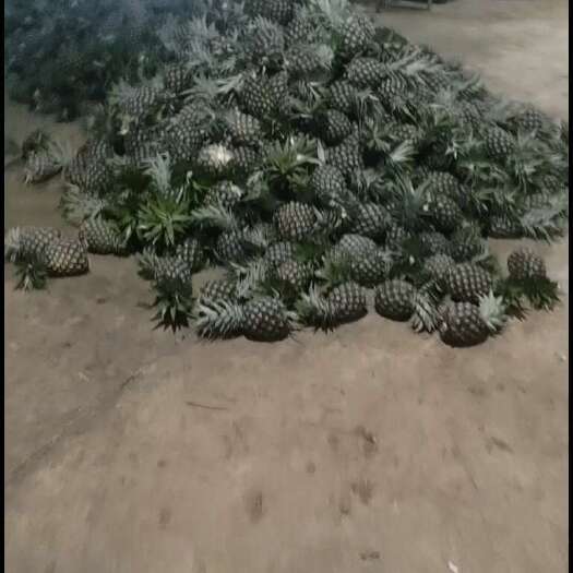 景洪市金钻凤梨  精品无眼菠萝
