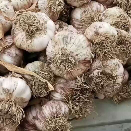 大蒜大量上市