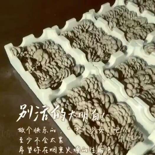 多伦县精品中小叶