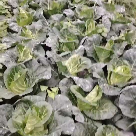 威宁县救心菜