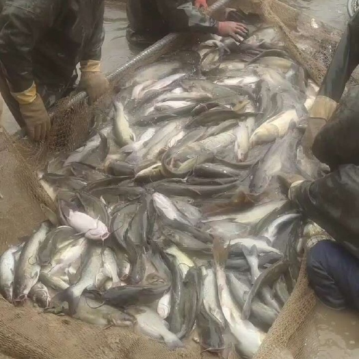 沛县鮰鱼出售