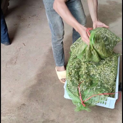 来宾刚抓的蚂蚱