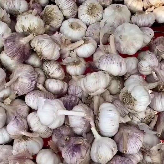 杞县河南红皮大蒜