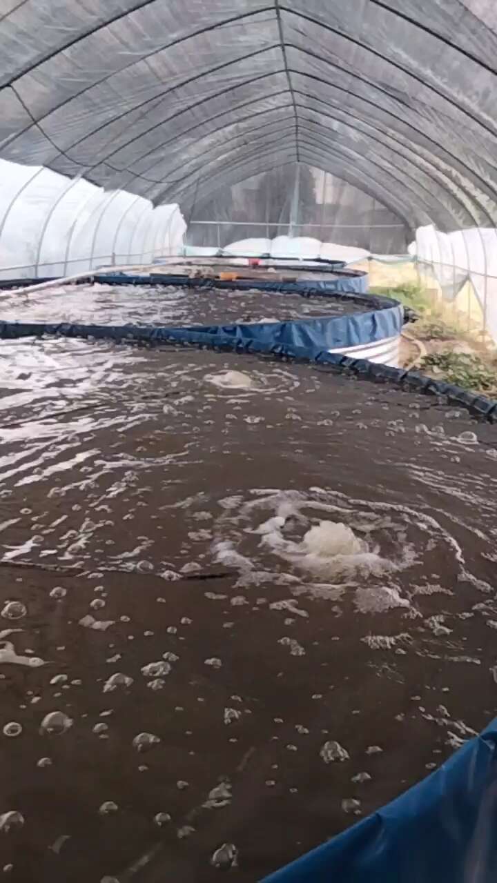 南美白对虾
