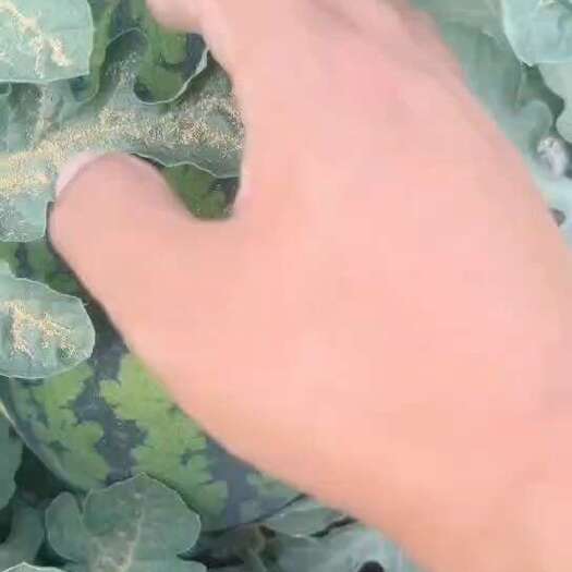 蒲城县甘美4K西瓜