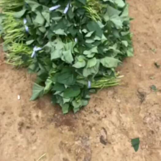 贺州008红薯种苗