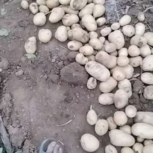 黄心土豆