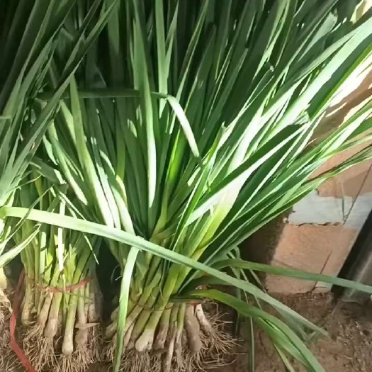 临洮县一级精品一点红蒜苗