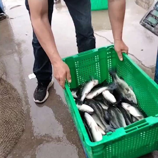 加州鲈鱼