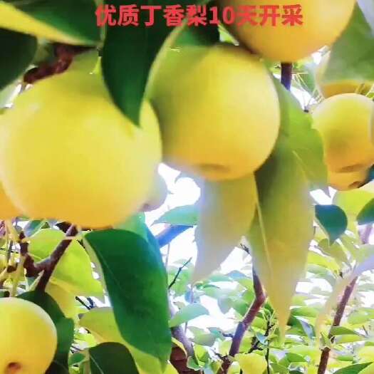 泸西县梨