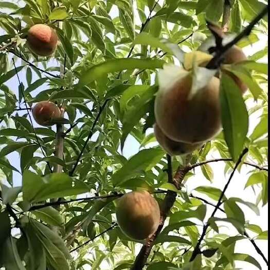 襄樊胭脂脆桃