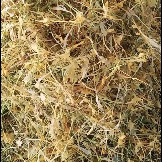 金银花全开大花野生家种产地一手货源货量大优惠