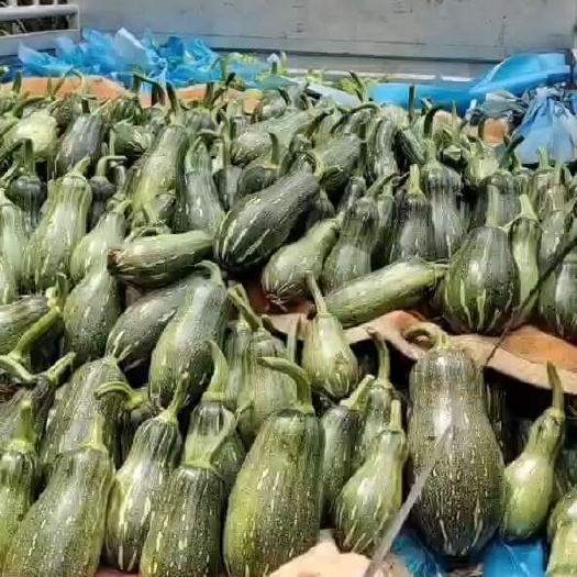 密本嫩南瓜