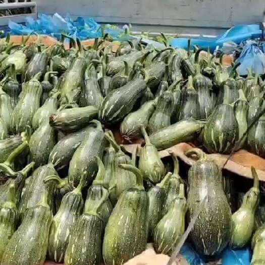 麻栗坡县密本嫩南瓜