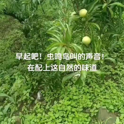 镇宁县蜂糖李
