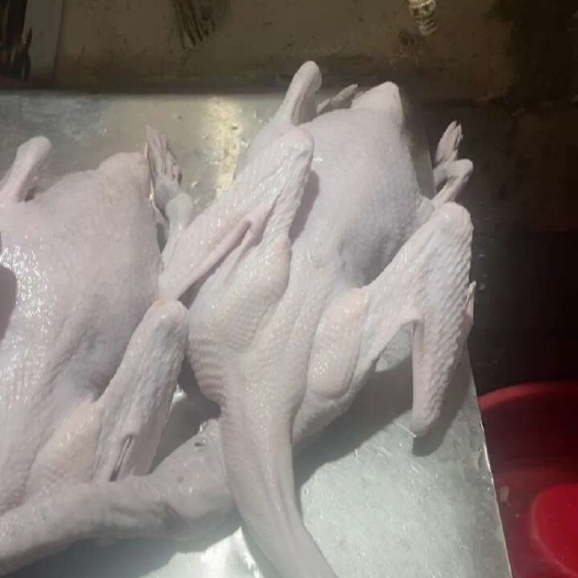 清远乌棕鹅