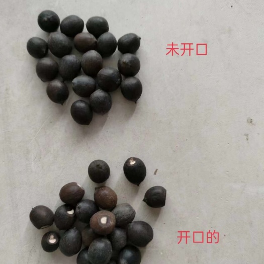 衡南县湖南湘潭产莲子 食用莲藕大型湘莲 荷花水生植物已开口湘莲种