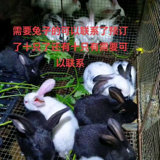 海口肉兔，观赏兔