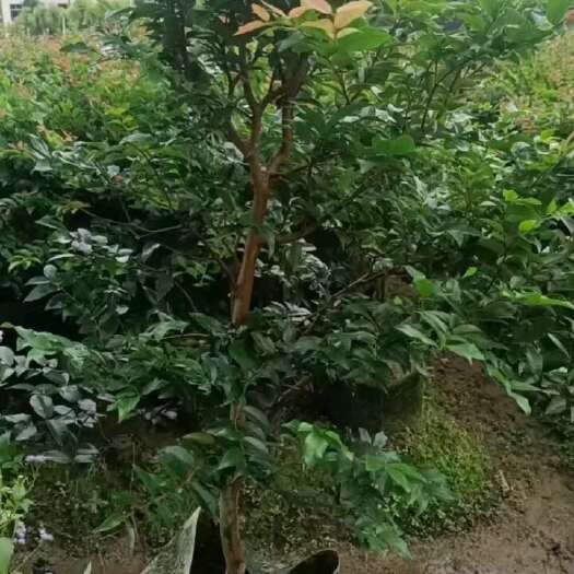沙巴嘉宝果苗树葡萄苗