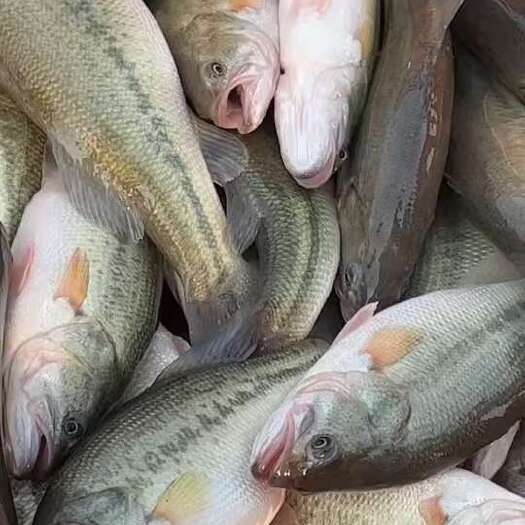 濮阳淡水鲈鱼，长期供应鲈鱼，水质好活力大，价格低，货源稳定