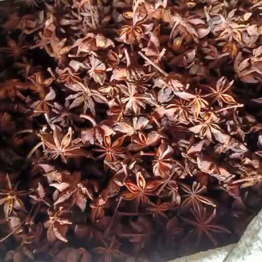 平南县广西优质八角  水烫天然晒干 香味浓郁