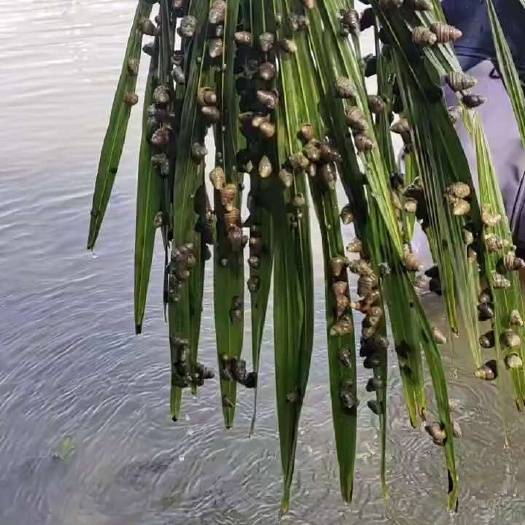 螺蛳
