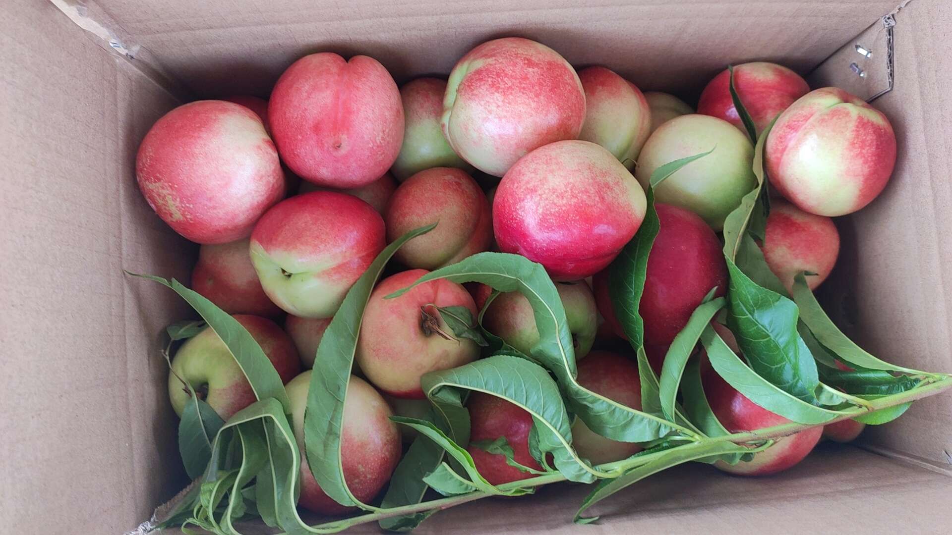 中油十六，十八，金硕油桃