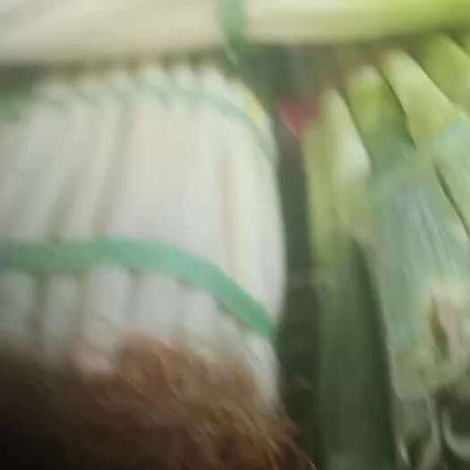 丰都高白大葱