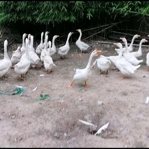 中江县散养鹅，