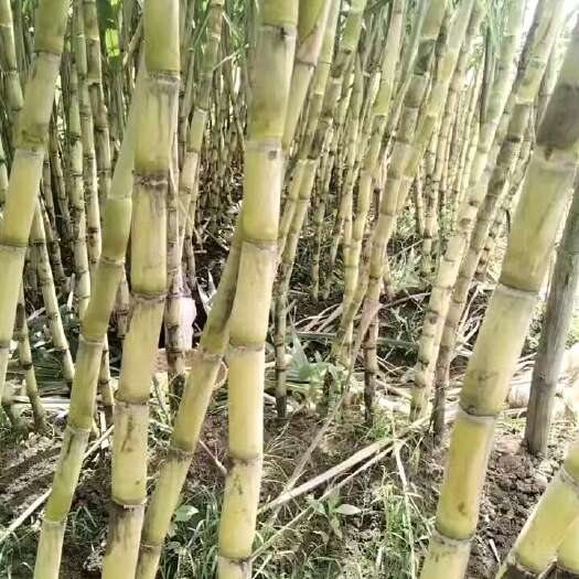 海南黑皮甘蔗，黄皮甘蔗