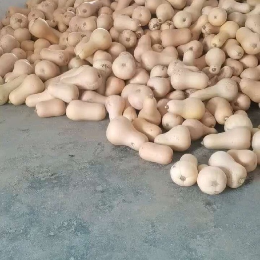 奶油南瓜