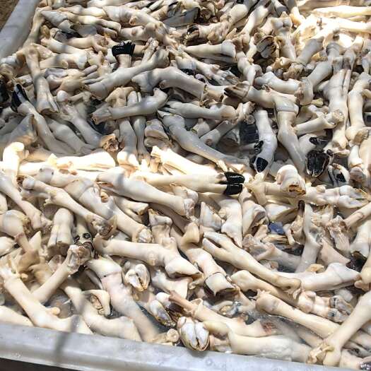 无极县羊蹄白蹄，不抽筋 火烧水退都有