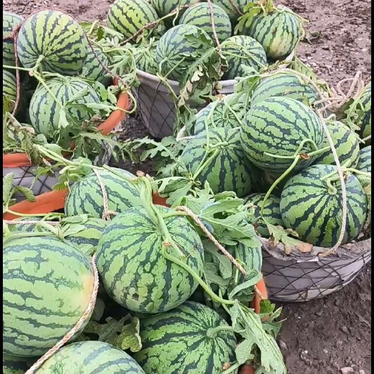 上海南汇8424
